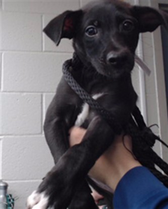 Shelter Stray Male Dog last seen , 11258 Garfield Ave, Downey, CA 90242, USA