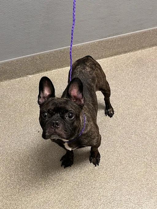Shelter Stray Male Dog last seen Near BLOCK N NELLIS BLVD, LAS VEGAS NV 89115, 655 N Mojave Rd, Las Vegas, NV 89101, USA