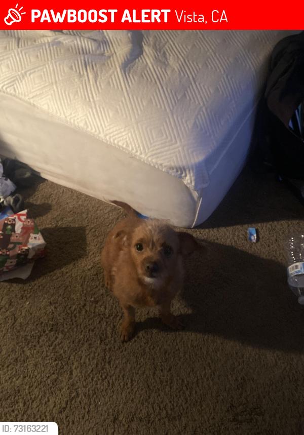 Lost Female Dog last seen Across from Rancho Buena Vista High School, Vista, CA 92081