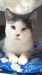 Shelter Stray Male Cat last seen Near BLOCK WARHAWK AVE, LAS VEGAS NV 89115, 655 N Mojave Rd, Las Vegas, NV 89101, USA