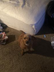 Lost Female Dog last seen Across from Rancho Buena Vista High School, Vista, CA 92081