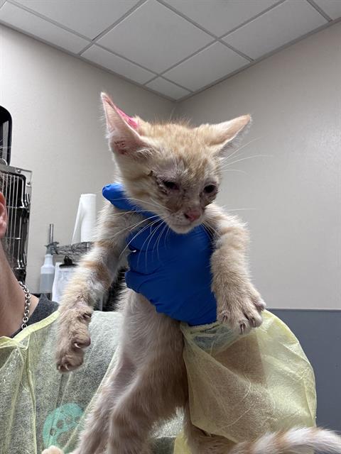 Shelter Stray Male Cat last seen E TROPICANA AVE & MISSOURI AVE, 655 N Mojave Rd, Las Vegas, NV 89101, USA