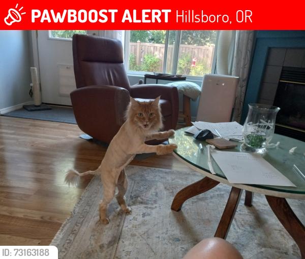 Lost Male Cat last seen Nw 8th Avenue, hillsboro, Oregon 97124, Hillsboro, OR 97124