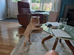 Lost Male Cat last seen Nw 8th Avenue, hillsboro, Oregon 97124, Hillsboro, OR 97124