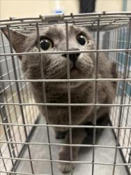 Shelter Stray Female Cat last seen , 655 N Mojave Rd, Las Vegas, NV 89101, USA