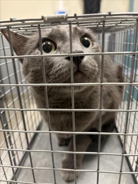 Shelter Stray Female Cat last seen , 655 N Mojave Rd, Las Vegas, NV 89101, USA