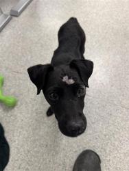 Shelter Stray Female Dog last seen CRAIGMONT ST & KENWOOD ST, 2127 Front St, Sacramento, CA 95818, USA