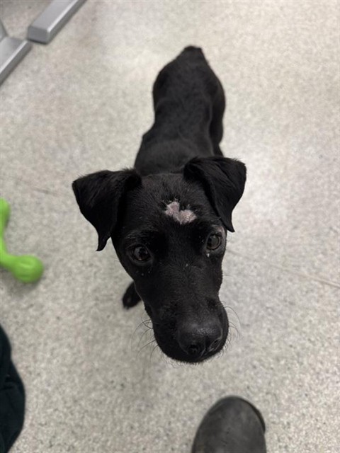 Shelter Stray Female Dog last seen CRAIGMONT ST & KENWOOD ST, 2127 Front St, Sacramento, CA 95818, USA