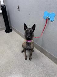 Shelter Stray Female Dog last seen , 655 N Mojave Rd, Las Vegas, NV 89101, USA