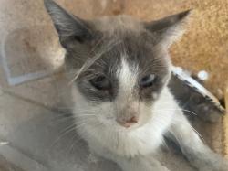 Shelter Stray Unknown Cat last seen Near BLOCK E DAWES #54, 227 N D St, Perris, CA 92570, USA