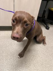 Shelter Stray Female Dog last seen W LAKE MEAD BLVD & N DECATUR BLVD, 655 N Mojave Rd, Las Vegas, NV 89101, USA