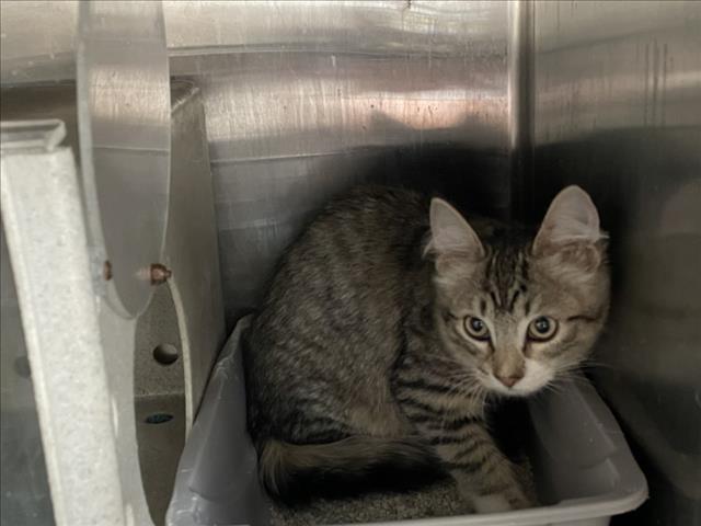 Shelter Stray Unknown Cat last seen Near BLOCK ARBOR, 227 N D St, Perris, CA 92570, USA