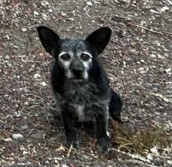 Shelter Stray Male Dog last seen , 29525 Agoura Rd, Agoura Hills, CA 91301, USA