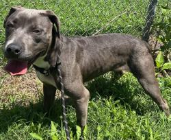 Shelter Stray Female Dog last seen Near BLOCK STRIKER LN, 4950 SW Triana Blvd, Huntsville, AL 35805, USA