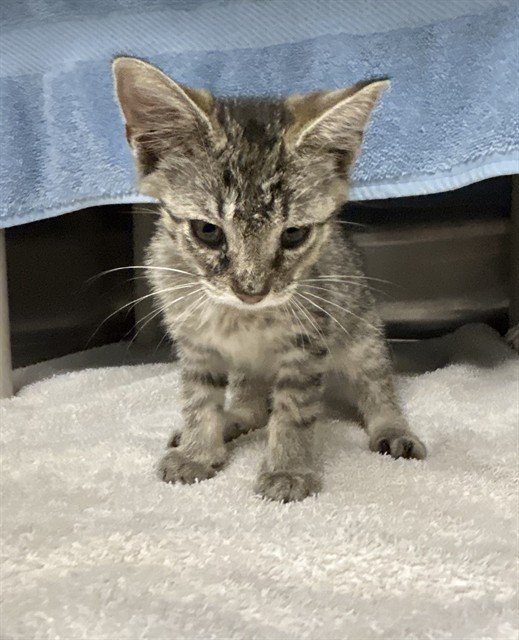 Shelter Stray Female Cat last seen Near BLOCK SPRINGSIDE PATH, 4950 SW Triana Blvd, Huntsville, AL 35805, USA