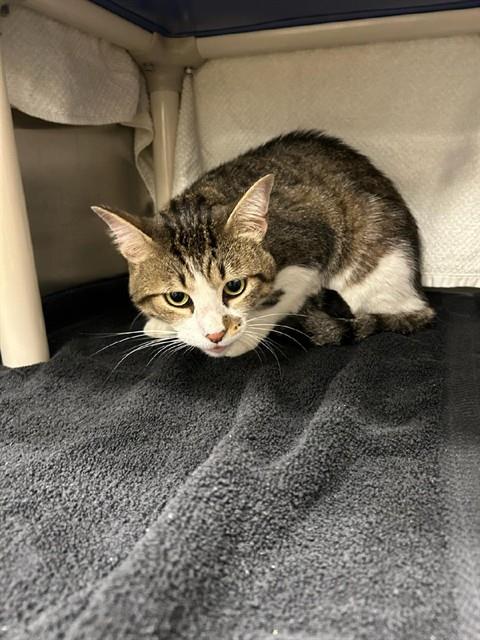 Shelter Stray Male Cat last seen Near BLOCK SILVERLEAF DR, 4950 SW Triana Blvd, Huntsville, AL 35805, USA