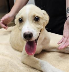 Shelter Stray Male Dog last seen Near BLOCK ELKWOOD SECTION RD, 4950 SW Triana Blvd, Huntsville, AL 35805, USA