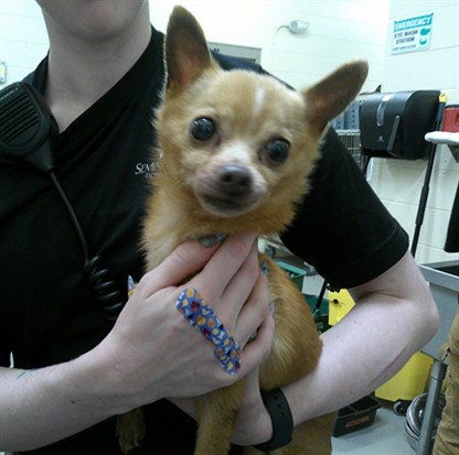 Shelter Stray Male Dog last seen HIDDEN MEADOWS LOOP, CASSELBERRY, 232 Eslinger Way, Sanford, FL 32773, USA