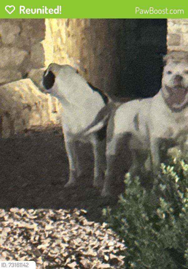Reunited Female Dog last seen Spencer & Nancy McDonald 79936, El Paso, TX 79936