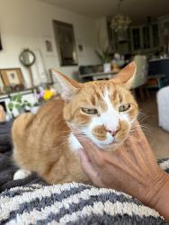 Lost Male Cat last seen Shaughnessy st, Port Coquitlam, BC V3C 1X1