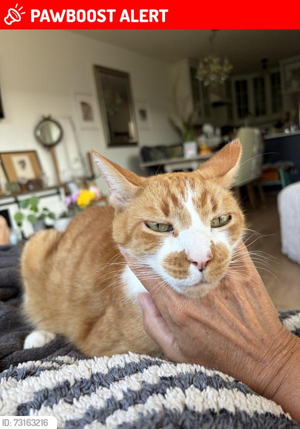 Lost Male Cat last seen Shaughnessy st, Port Coquitlam, BC V3C 1X1