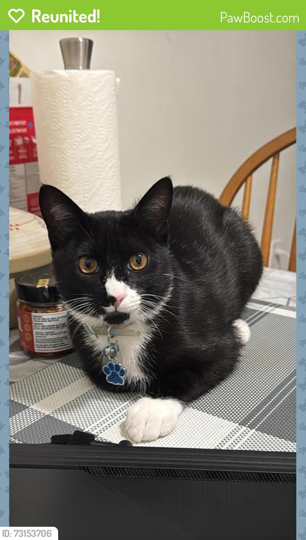 Reunited Male Cat last seen Near Mcgill st, Vancouver, BC V5K 1J3