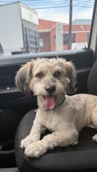 Found/Stray Male Dog last seen 110N and Florence Ave, Los Angeles, CA 90003