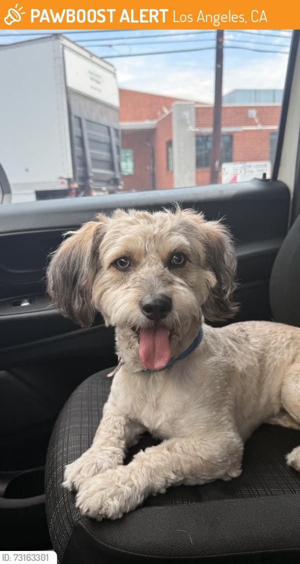 Found/Stray Male Dog last seen 110N and Florence Ave, Los Angeles, CA 90003