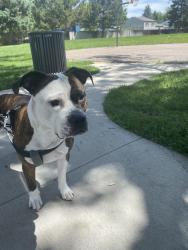 Reunited Male Dog last seen Quebec st and 25th ave Denver CO, Denver, CO 80207