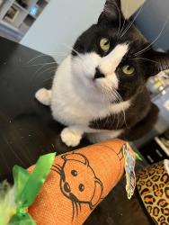 Lost Female Cat last seen Metro Trails, Las Cruces, NM 88012