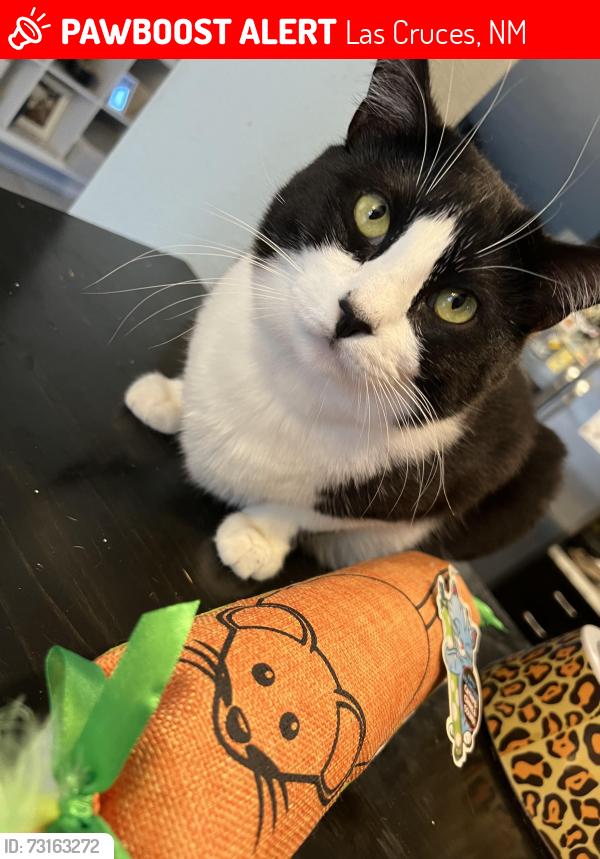 Lost Female Cat last seen Metro Trails, Las Cruces, NM 88012