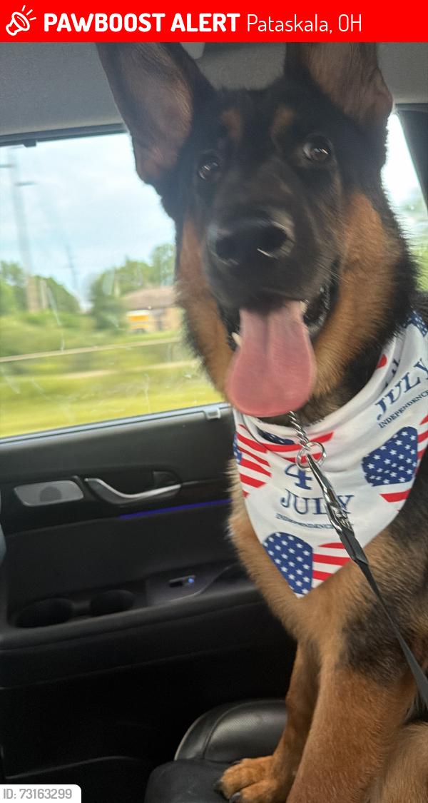 Lost Male Dog last seen Near purple finch loop, Pataskala, OH 43062