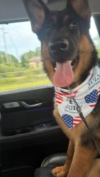 Lost Male Dog last seen Near purple finch loop, Pataskala, OH 43062