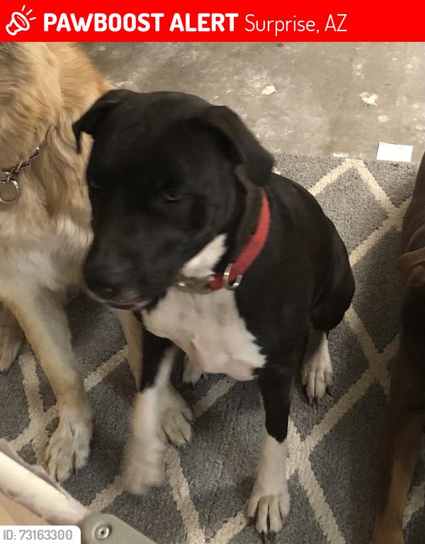 Lost Female Dog last seen 143rd Avenue and Jomax, Surprise, AZ 85387