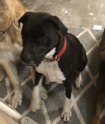 Lost Female Dog last seen 143rd Avenue and Jomax, Surprise, AZ 85387