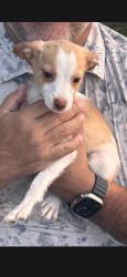 Found/Stray Male Dog last seen Central ave, Modesto, CA 95351