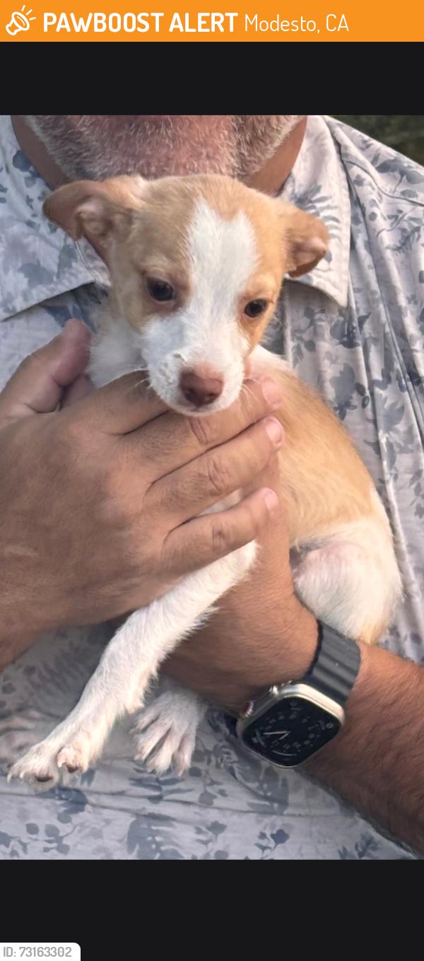 Found/Stray Male Dog last seen Central ave, Modesto, CA 95351