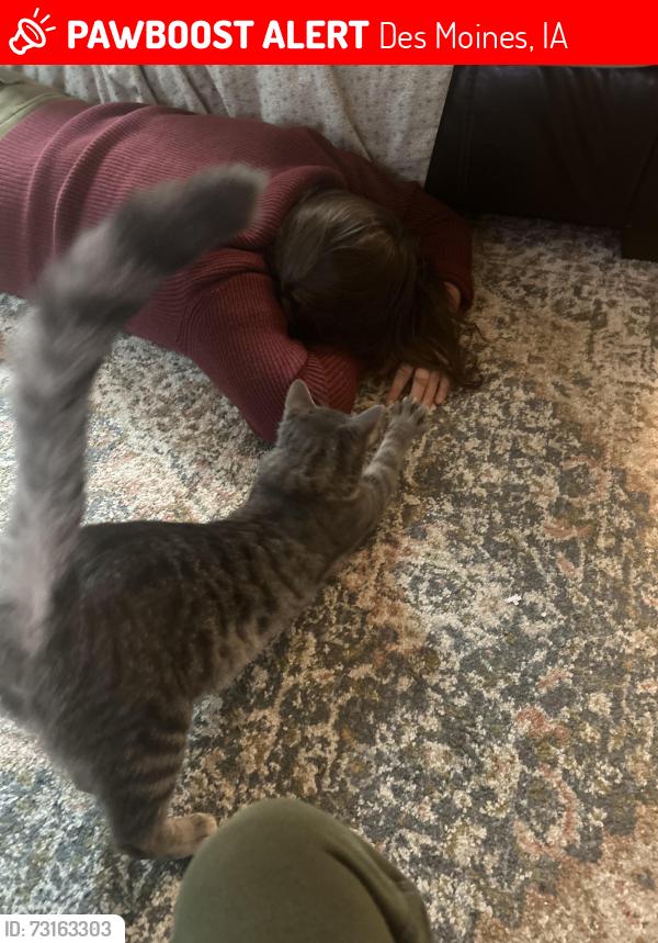 Lost Male Cat last seen 44th and Urbandale Ave, Des Moines, IA 50310