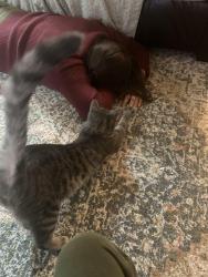 Lost Male Cat last seen 44th and Urbandale Ave, Des Moines, IA 50310
