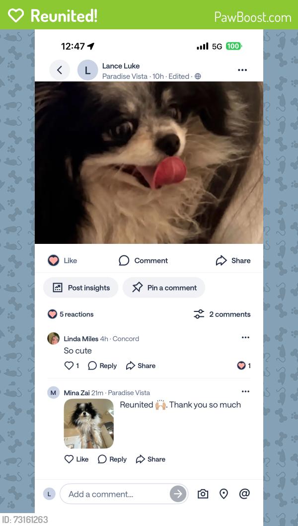 Reunited Male Dog last seen West Manzanita Drive, Glendale, AZ, Glendale, AZ 85302
