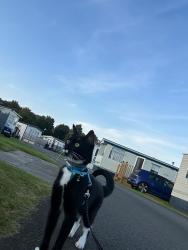 Reunited Male Cat last seen Bridgeton, Calton, Scotland G40 2HY