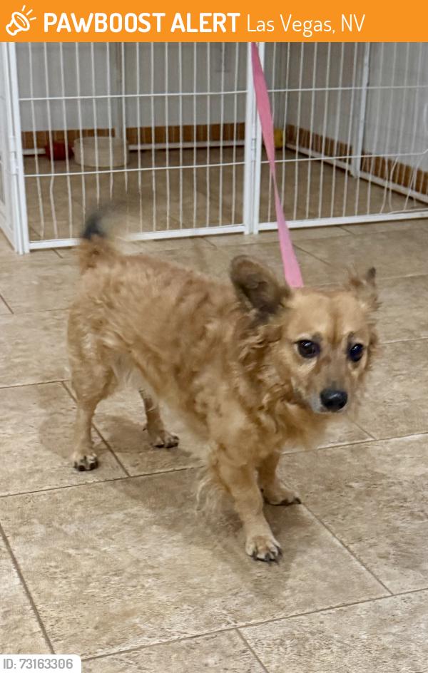 Found/Stray Male Dog last seen Hammer Lane Between Cimmaron and Durango, Las Vegas, NV 89149