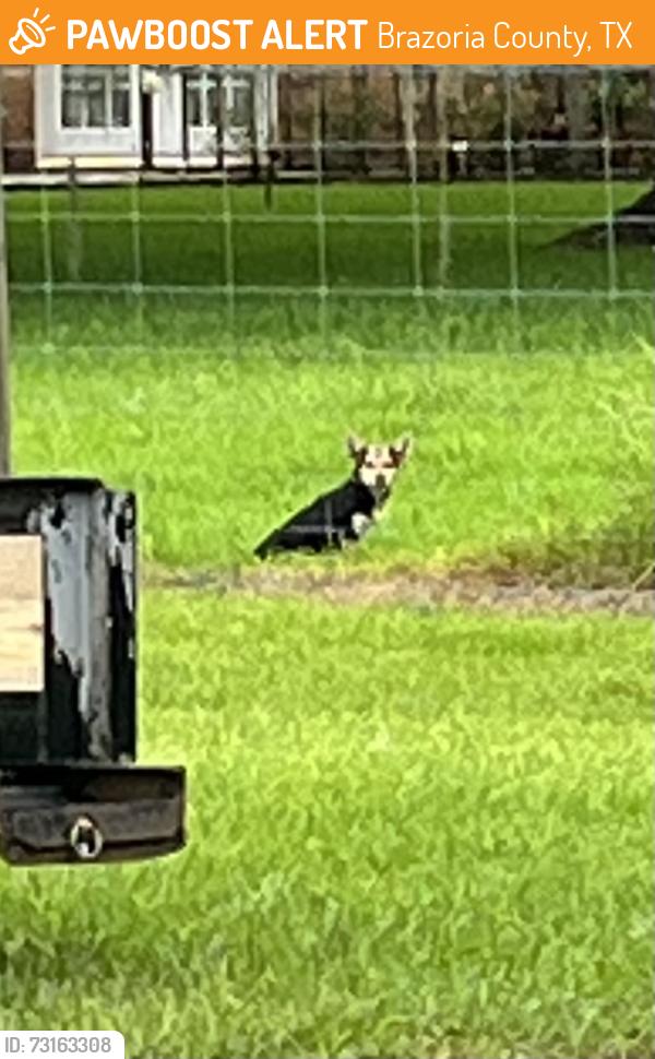 Found/Stray Unknown Dog last seen County road 321, Brazoria County, TX 77480