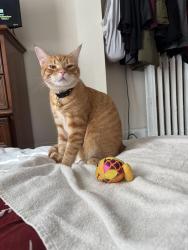 Lost Male Cat last seen Angela of Asissi, Roanoke, VA 24016