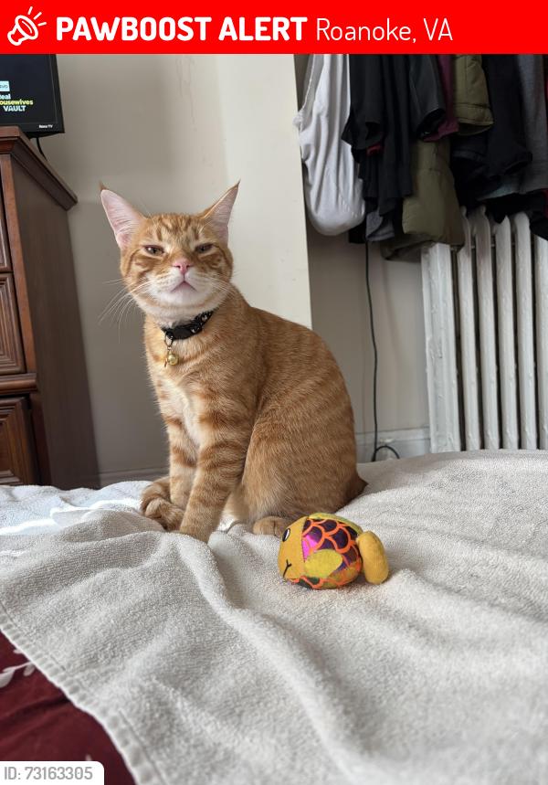 Lost Male Cat last seen Angela of Asissi, Roanoke, VA 24016
