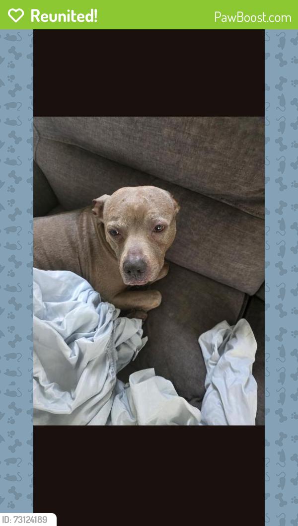 Reunited Male Dog last seen Canada rd and Hwy 64 near Aldi and McDonald's, Lakeland, TN 38002