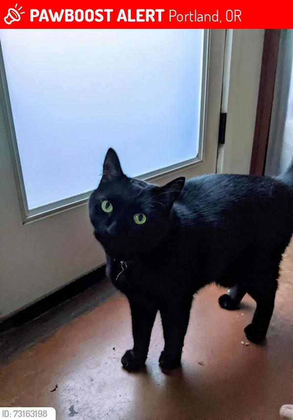 Lost Male Cat last seen N Marlyand Ave and N Sumner St, Portland, OR 97217