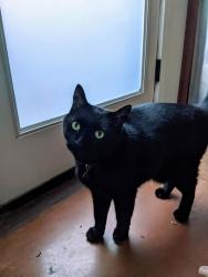 Lost Male Cat last seen N Marlyand Ave and N Sumner St, Portland, OR 97217
