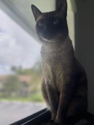 Lost Male Cat last seen Ives dairy 199th st, Miami, FL 33179