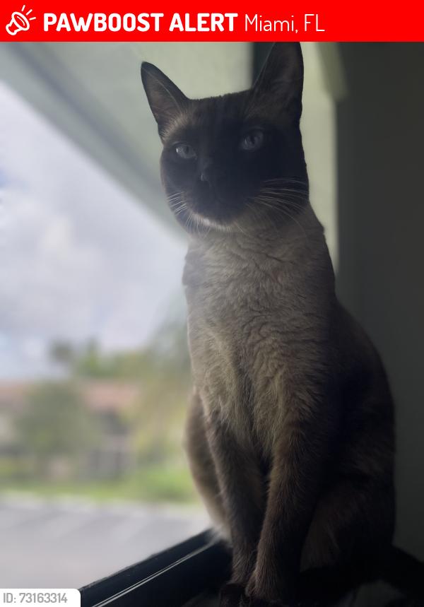 Lost Male Cat last seen Ives dairy 199th st, Miami, FL 33179